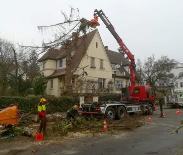 Baumabtragung mit professionellem Equipment